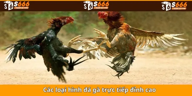 Top hình thức đá gà nổi trội nhất có tại sân chơi