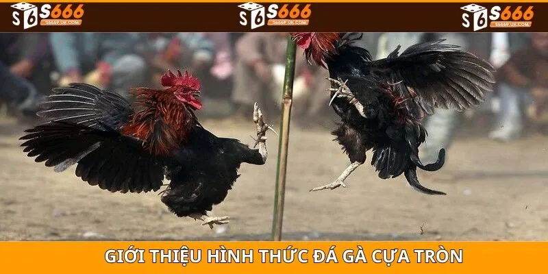 Giới thiệu chi tiết về trò chơi đá gà cựa tròn
