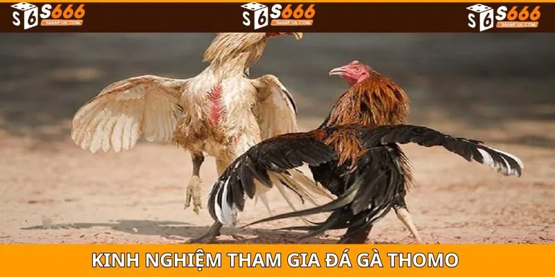 Kinh nghiệm tham gia vào game đá gà thomo trực tuyến
