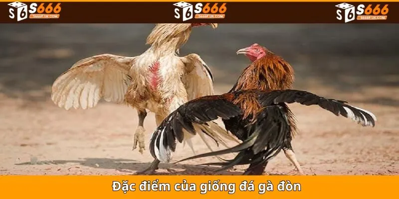 Những đặc điểm nổi trội nhất trong đá gà đòn