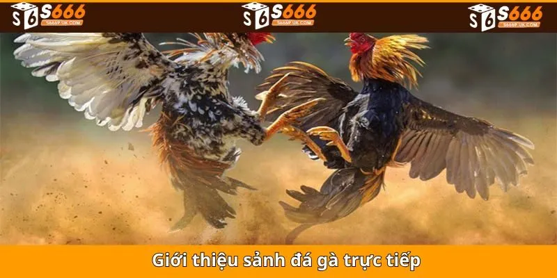Tổng quan đôi nét căn bản về đá gà trực tiếp