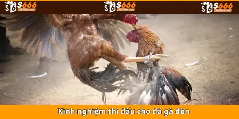 Bí kíp cần nắm vững trong thi đấu chọi kê đòn