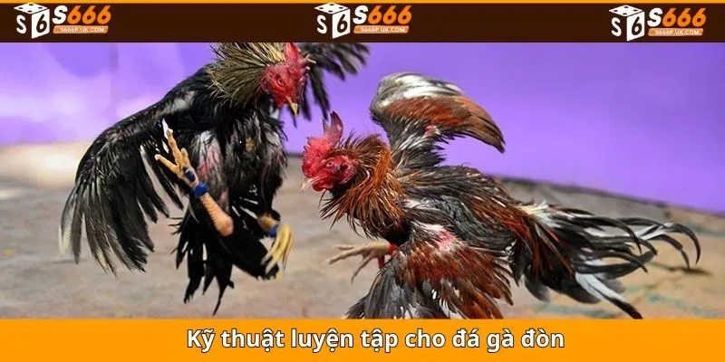 Kỹ thuật hiệu quả cho các sư kê khi luyện gà đòn