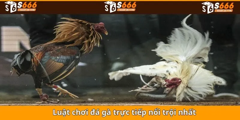 Luật lệ cần nắm vững trong đá gà trực tiếp S666