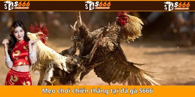 Mẹo chơi chiến thắng tại đá gà S666
