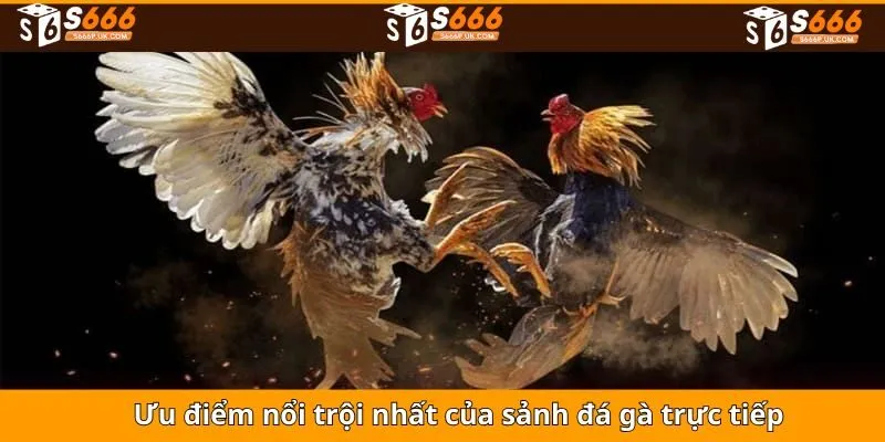 Lý do nên lựa chọn đá gà trực tiếp tại S666