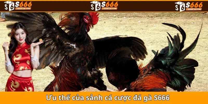 Ưu thế của sảnh cá cược đá gà S666